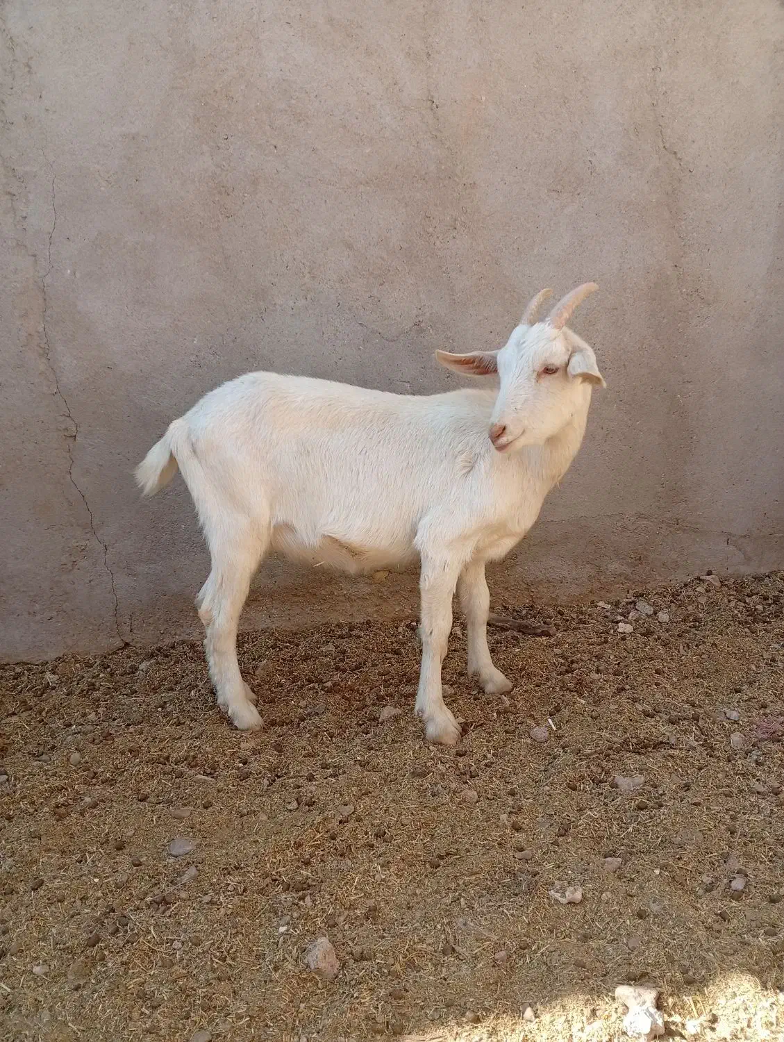 بز وکره|حیوانات مزرعه|مهریز, |دیوار