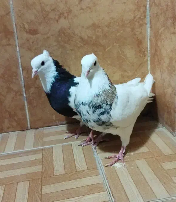 طوقی|پرنده|دره شهر, |دیوار