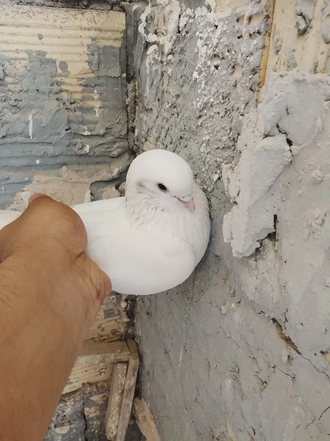 کفتر سفید|پرنده|بم, |دیوار