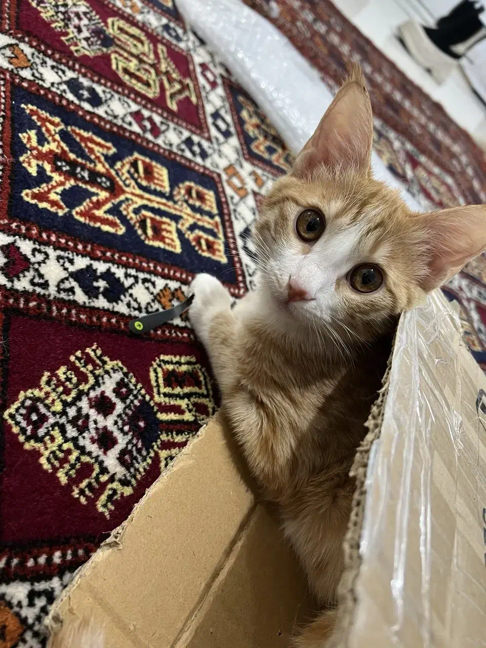 واگذاری گربه نارنجی ماده|گربه|مشهد, بهاران|دیوار