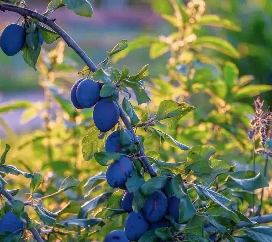 ارائه نهال آلو سیاه خورشتی|خدمات باغبانی و درختکاری|سردشت, |دیوار