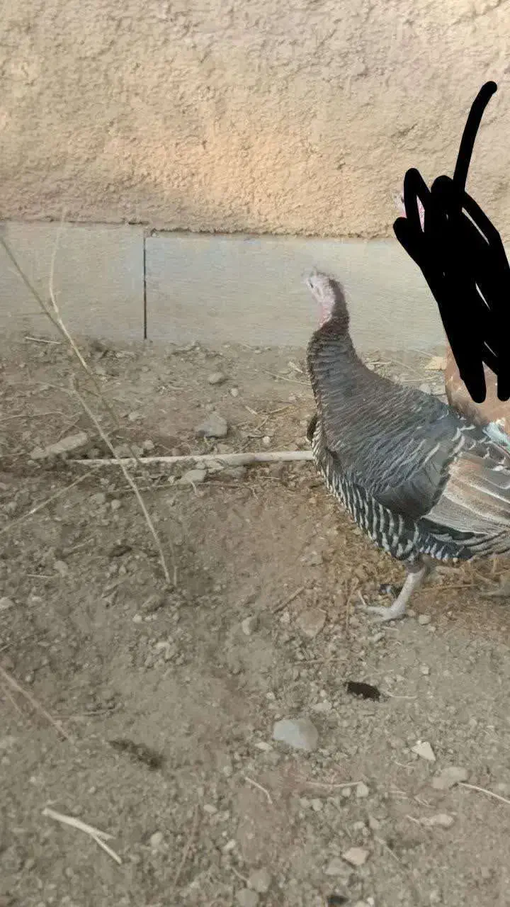 بوقلمون محلی|حیوانات مزرعه|سنندج, |دیوار