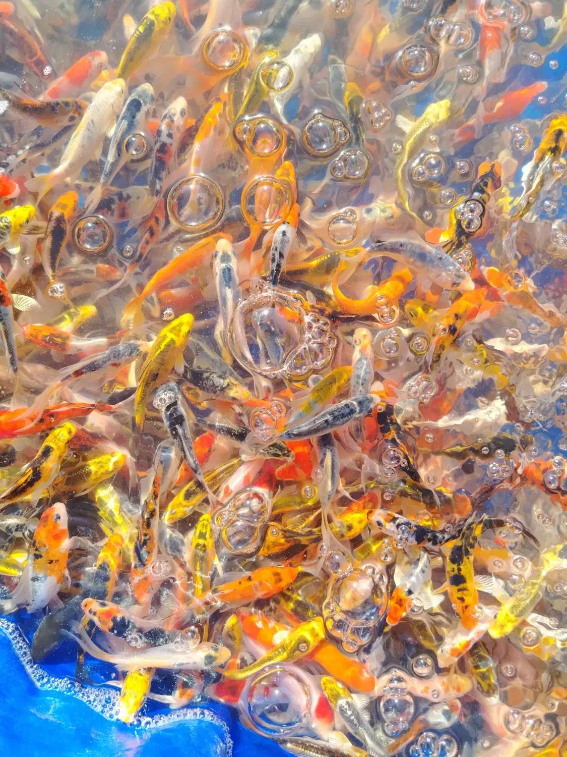 ماهی کوی آب سرد استخری و آبگرم آکواریومی|ماهی|نجف‌آباد, فاز ۲ شهرک آزادگان|دیوار