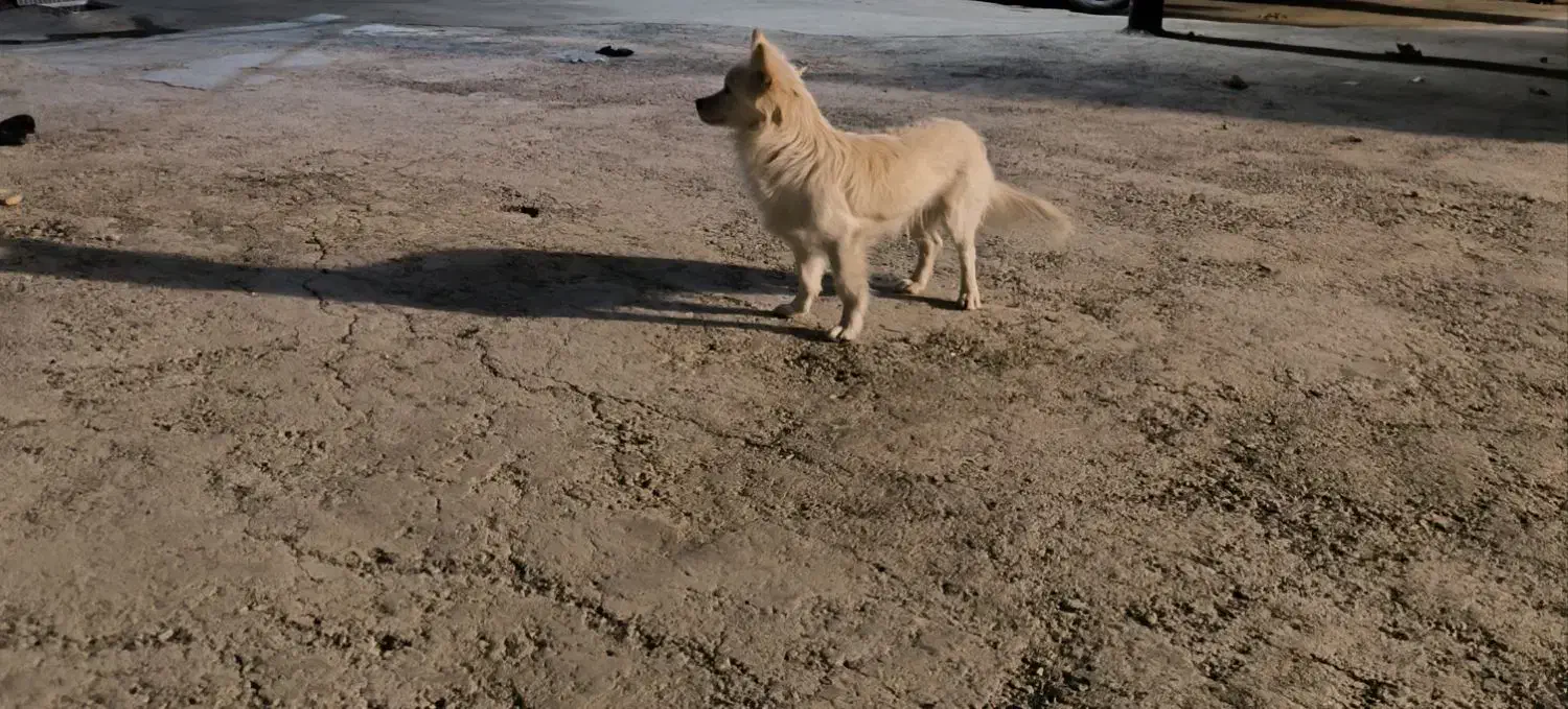 واگذاری سگ|سگ|کرمانشاه, |دیوار