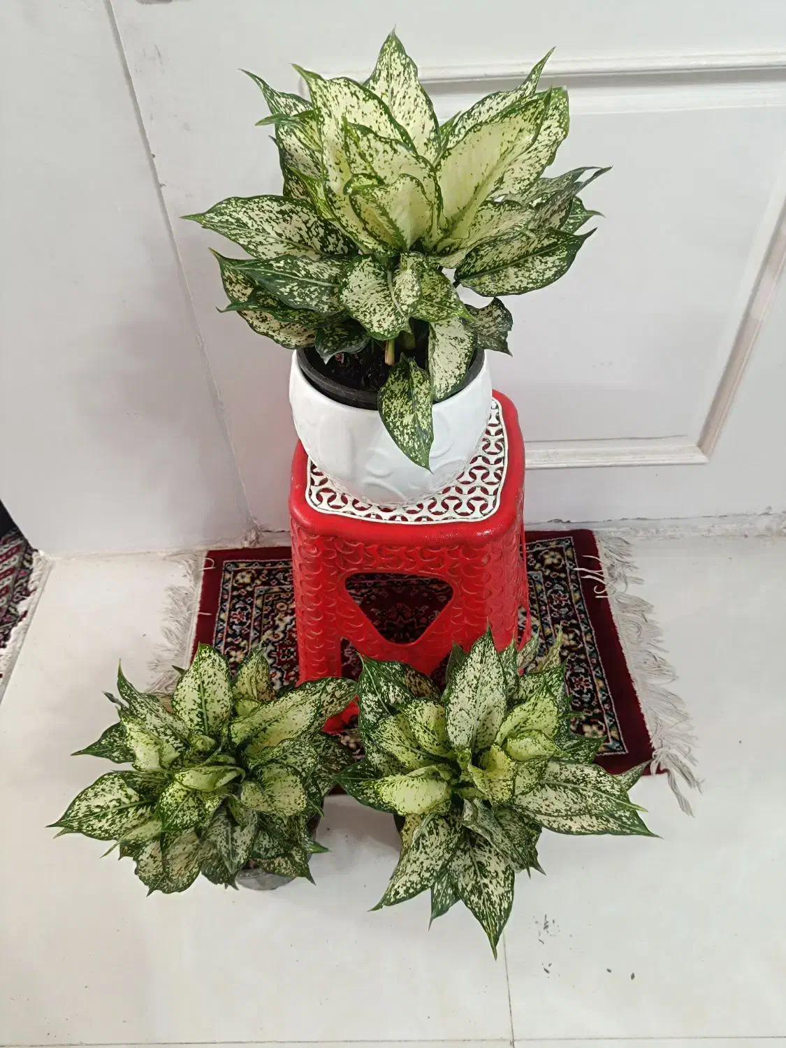 گل و گیاه طبیعی باکیفیت سانسوریاو پتوس و زامفولیا|گل و گیاه طبیعی|مشهد, قائم|دیوار