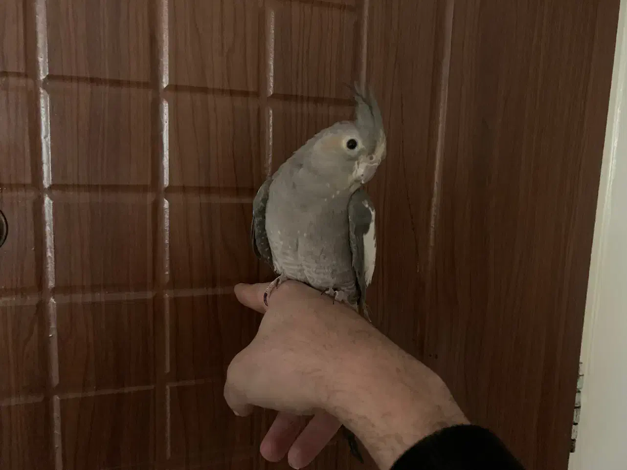 عروس هلندی نر دستی و باهوش و سخنگو با قفس|پرنده|تهران, جیحون|دیوار