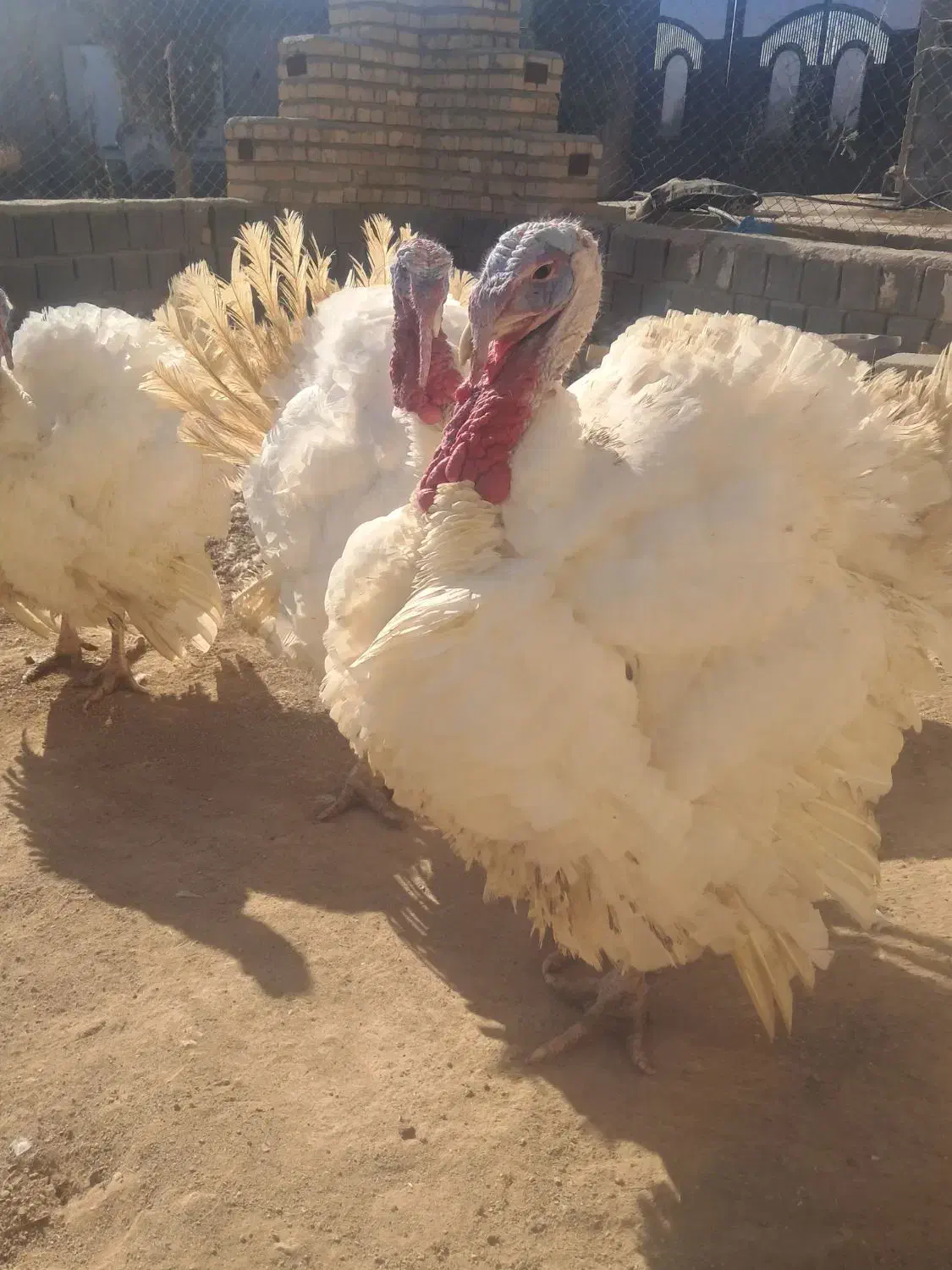 بوقلمون ارگانیک|حیوانات مزرعه|مرودشت, ولایت|دیوار