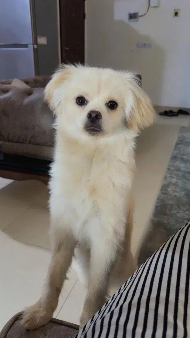 سگ کوچولو شیطون|سگ|خرم‌آباد, |دیوار