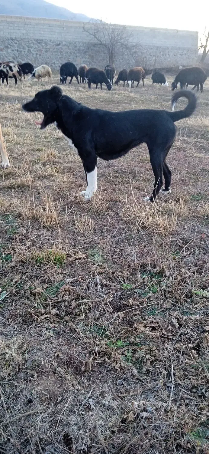 سگ ماده قدرجونی واگذار میشود|سگ|هیر, |دیوار