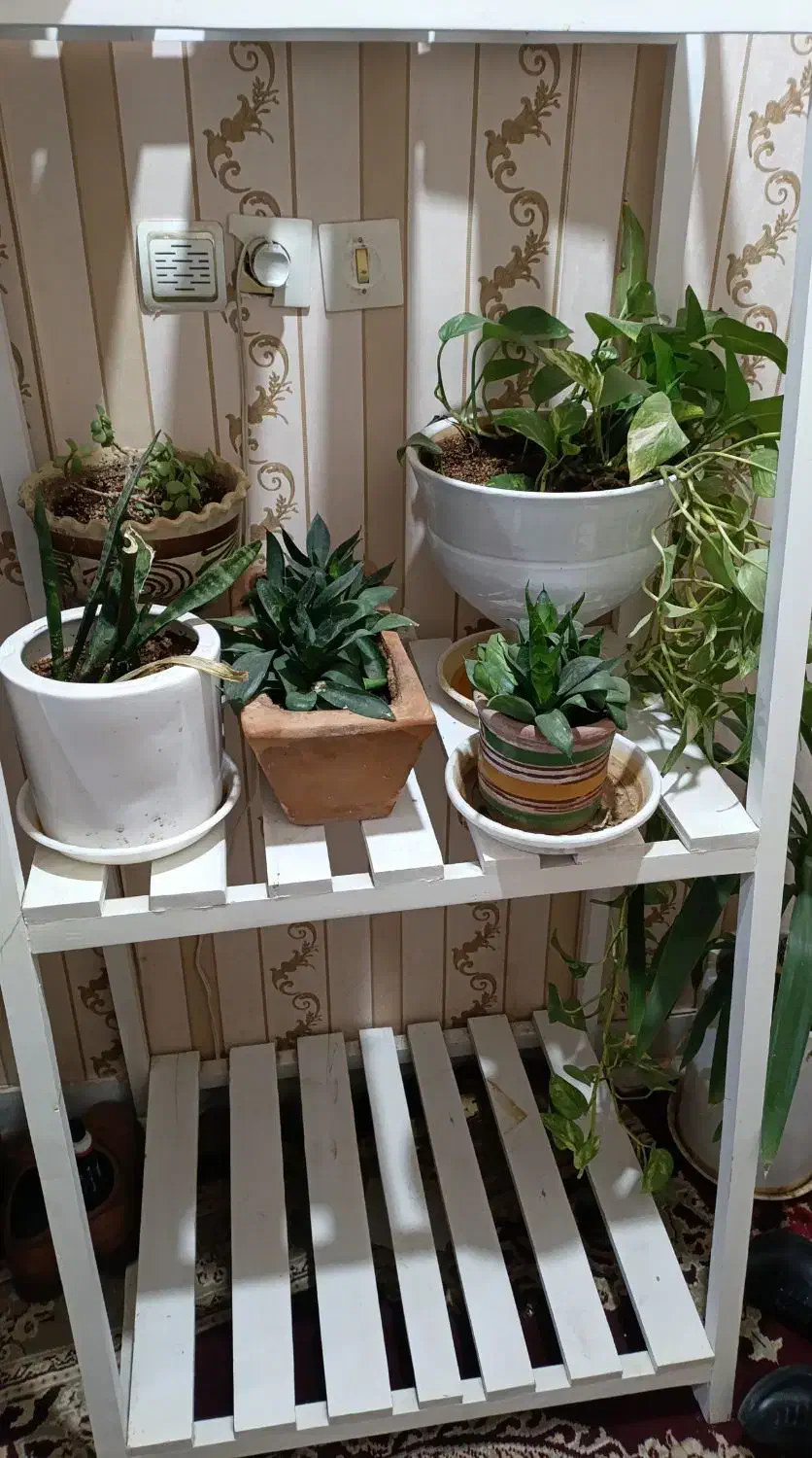 استند گل 2 طبقه|گل و گیاه طبیعی|گناباد, |دیوار