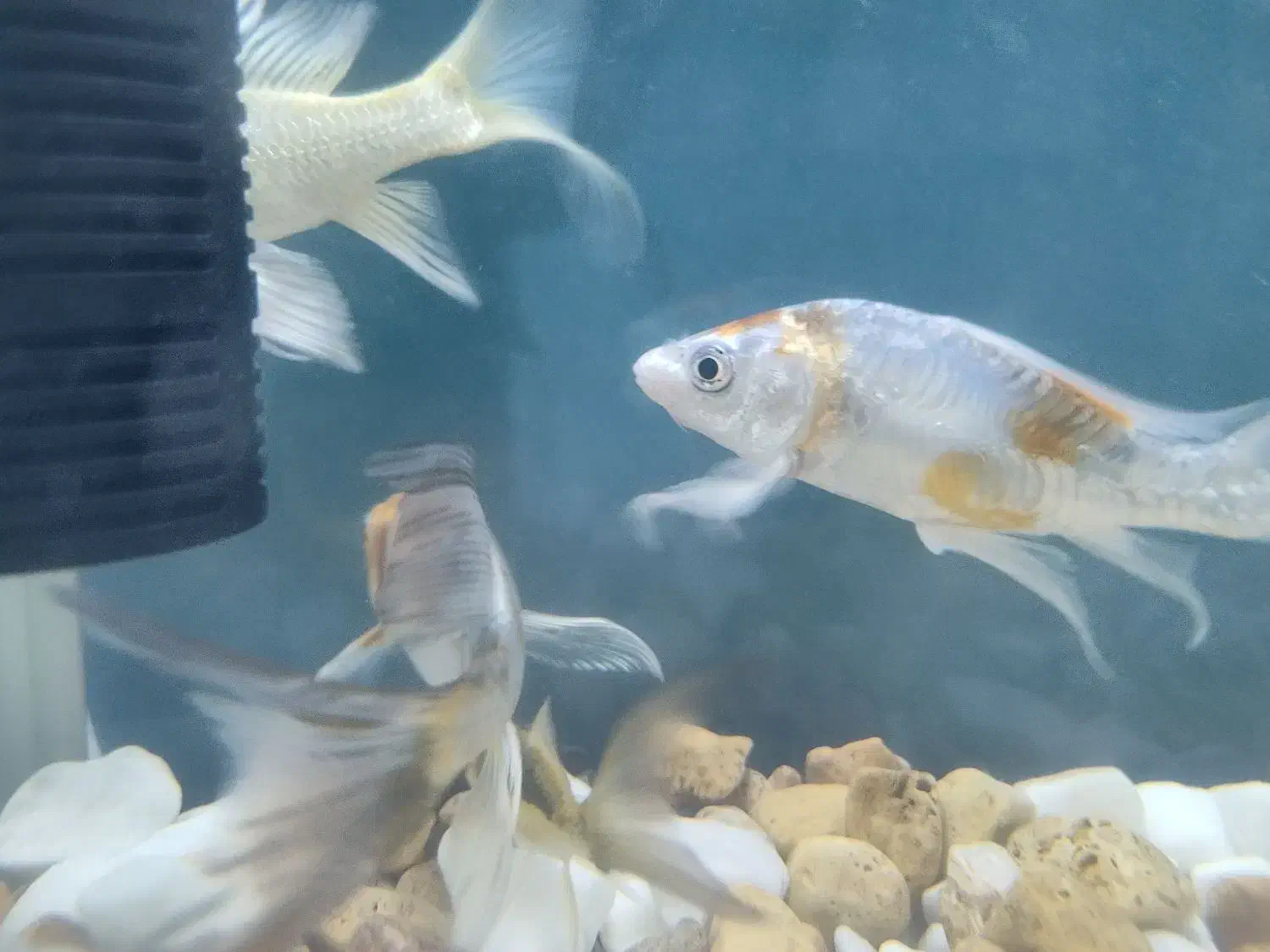 ماهی کوی باله بلند خاص|ماهی|شیراز, شهرک سراج‎|دیوار