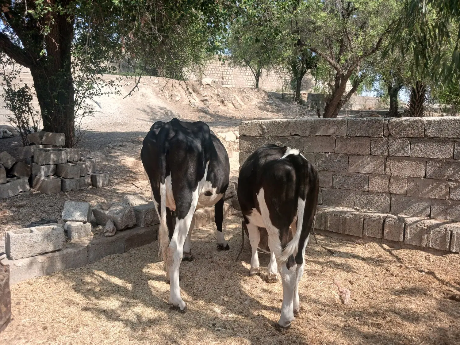 گاو|حیوانات مزرعه|اهواز, اهواز|دیوار