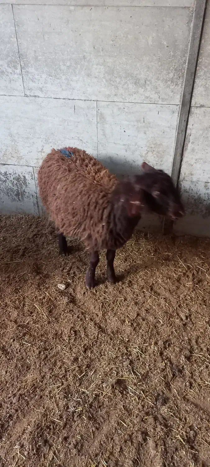 بره وبزغاله|حیوانات مزرعه|پاکدشت, پاکدشت (مامازند)|دیوار