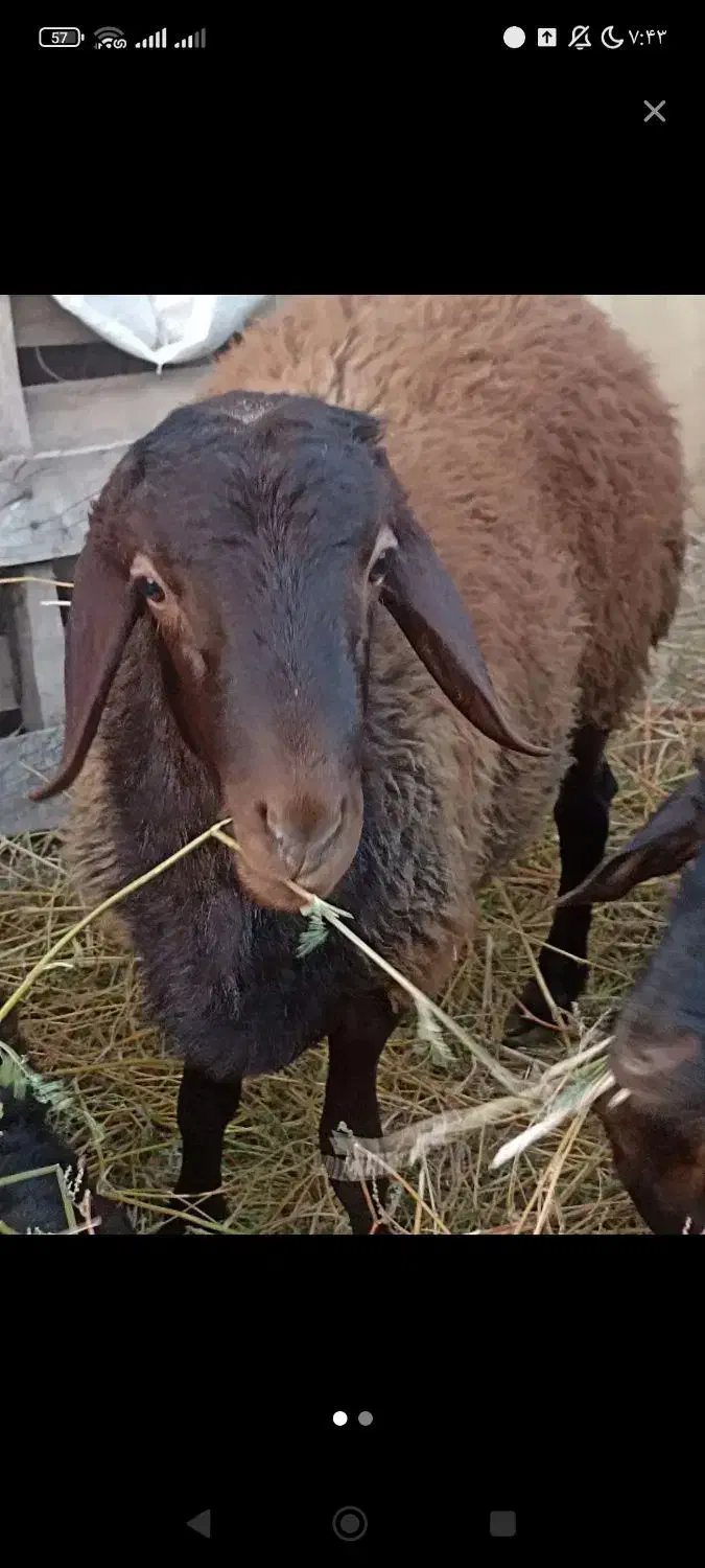 بره نر 60کیلویی سالم|حیوانات مزرعه|گرمسار, |دیوار
