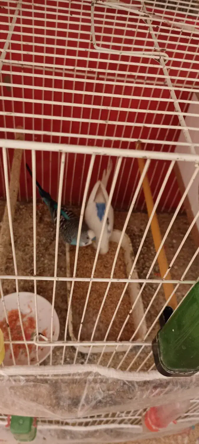 مرغ عشق|پرنده|شیروان (خراسان), |دیوار