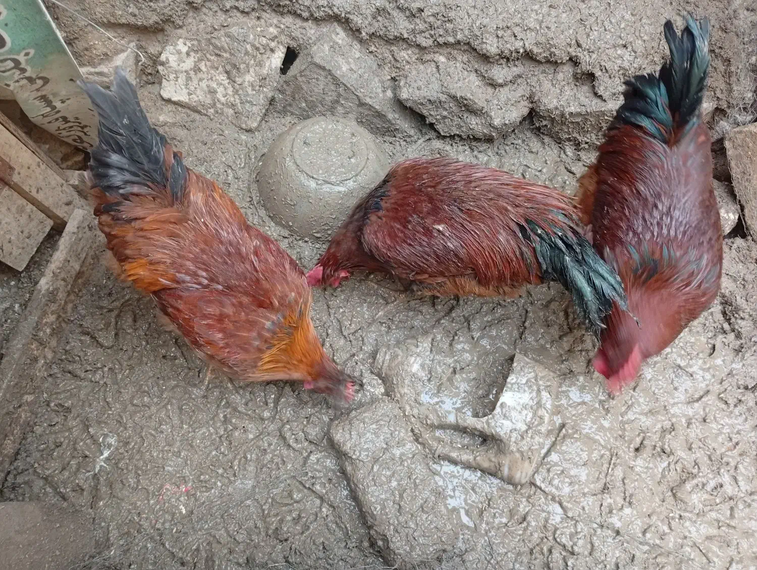 سه عدد خروس زنده به فروش می رسد|حیوانات مزرعه|فیروزکوه, |دیوار