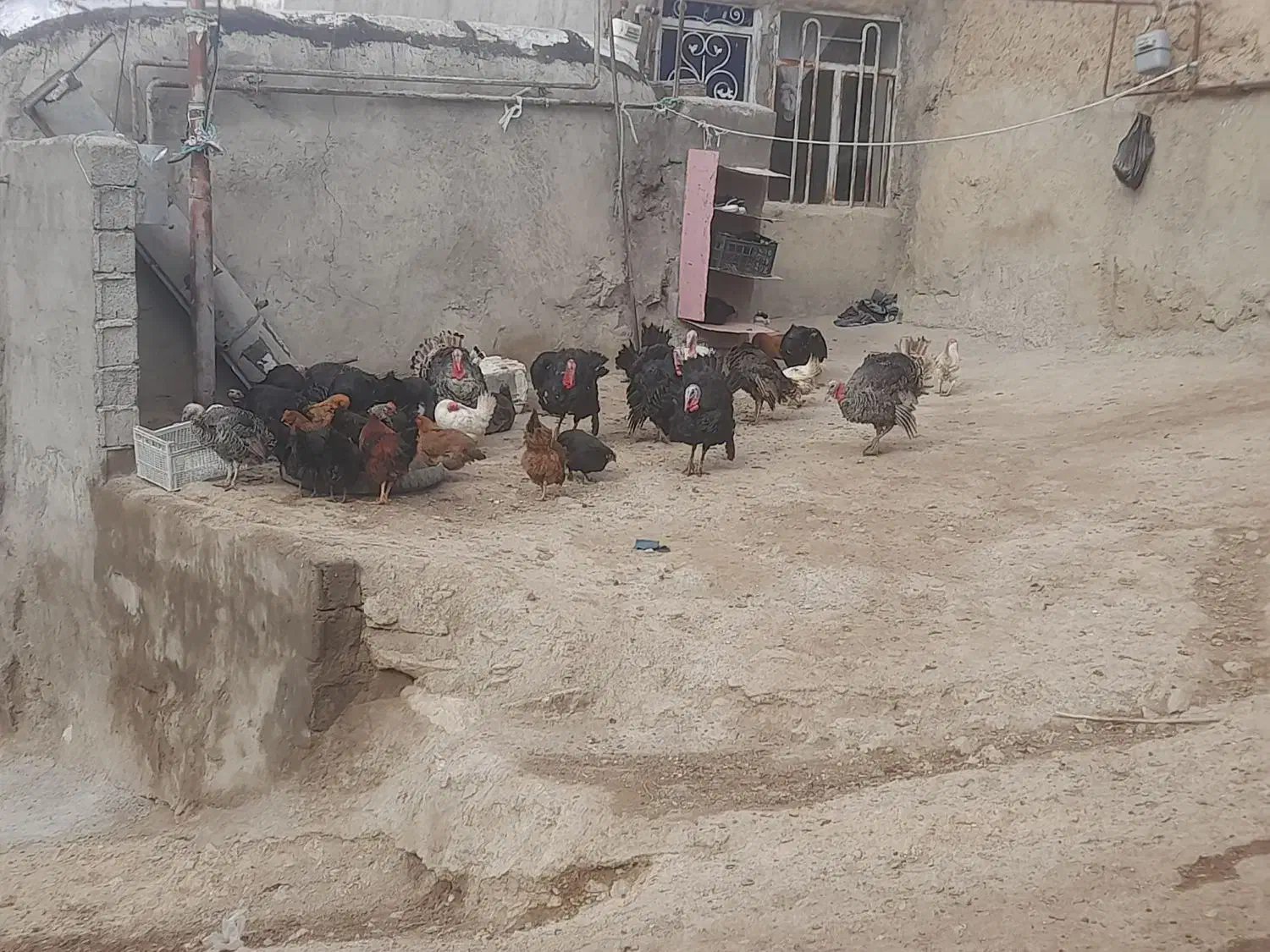 بوقلمو|حیوانات مزرعه|مشگین شهر, |دیوار