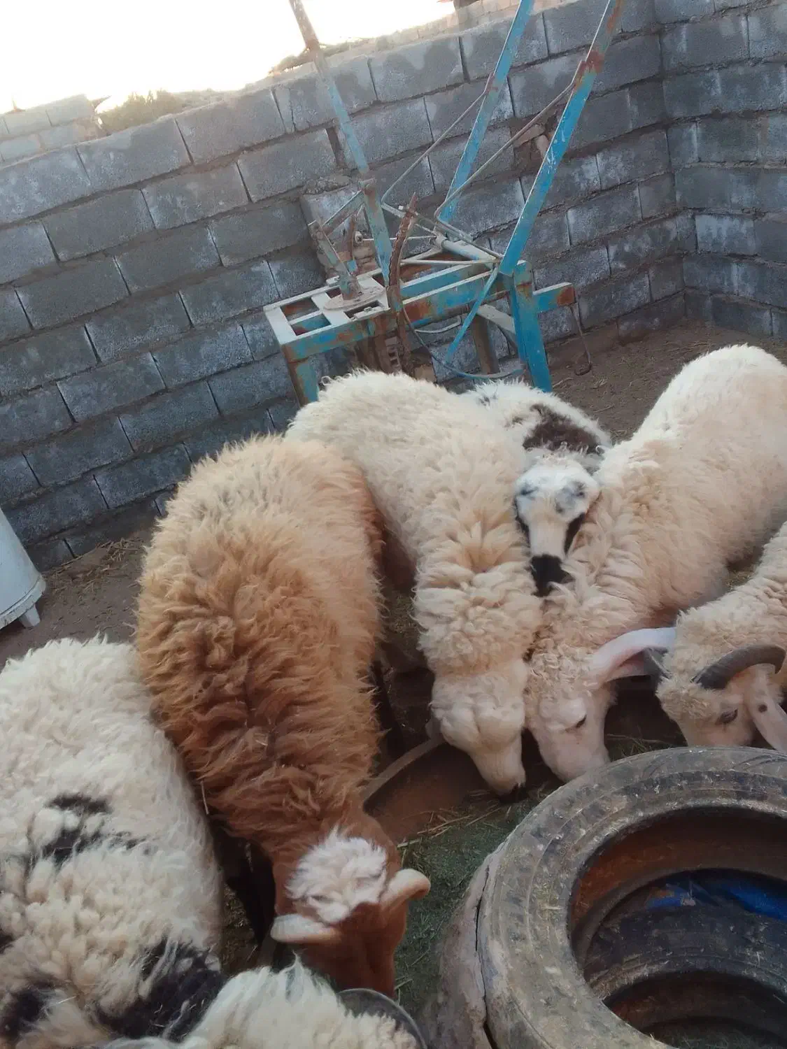 فروش بره پرواری|حیوانات مزرعه|رفسنجان, |دیوار