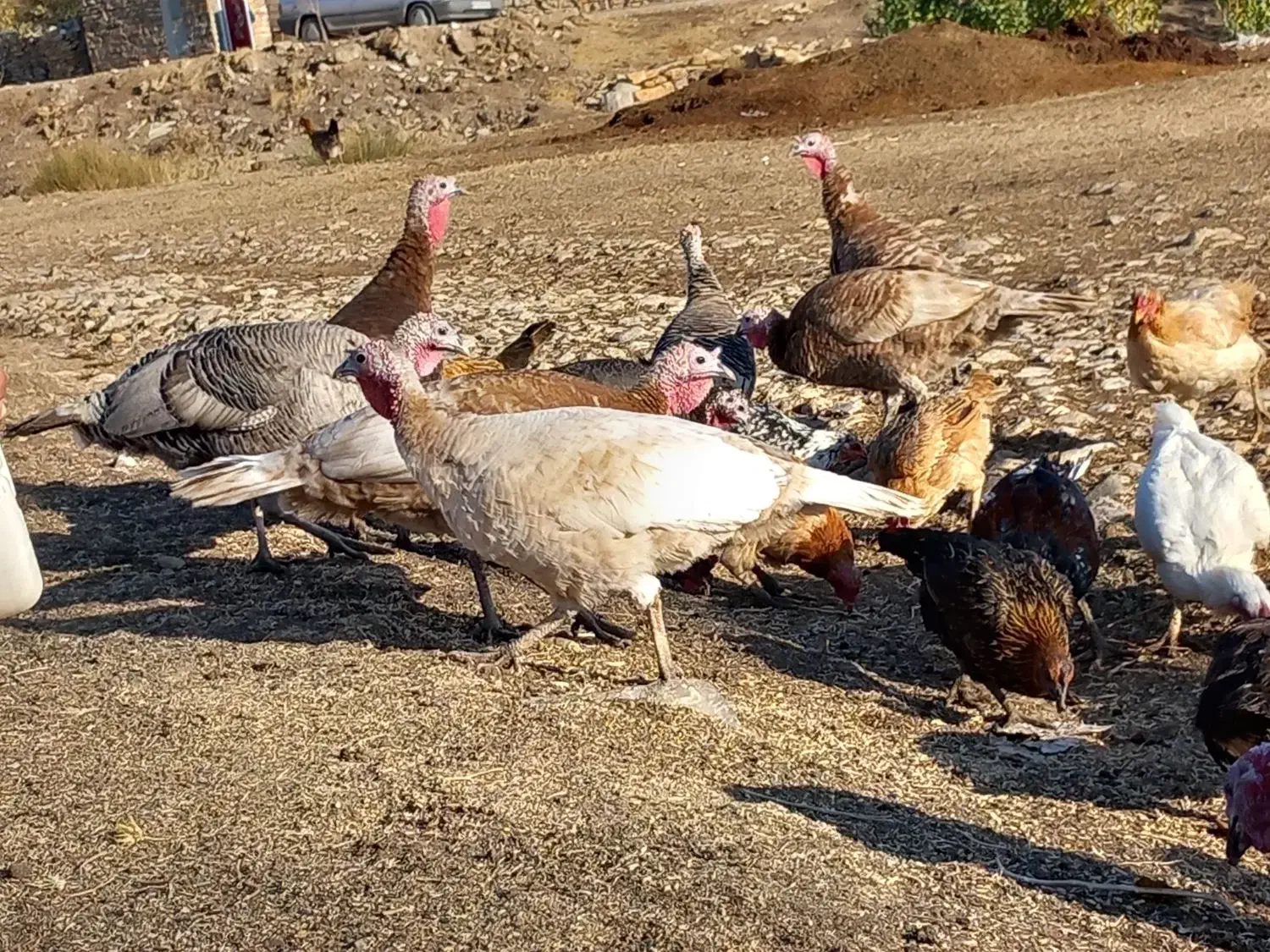 بوقلمون|حیوانات مزرعه|روانسر, |دیوار