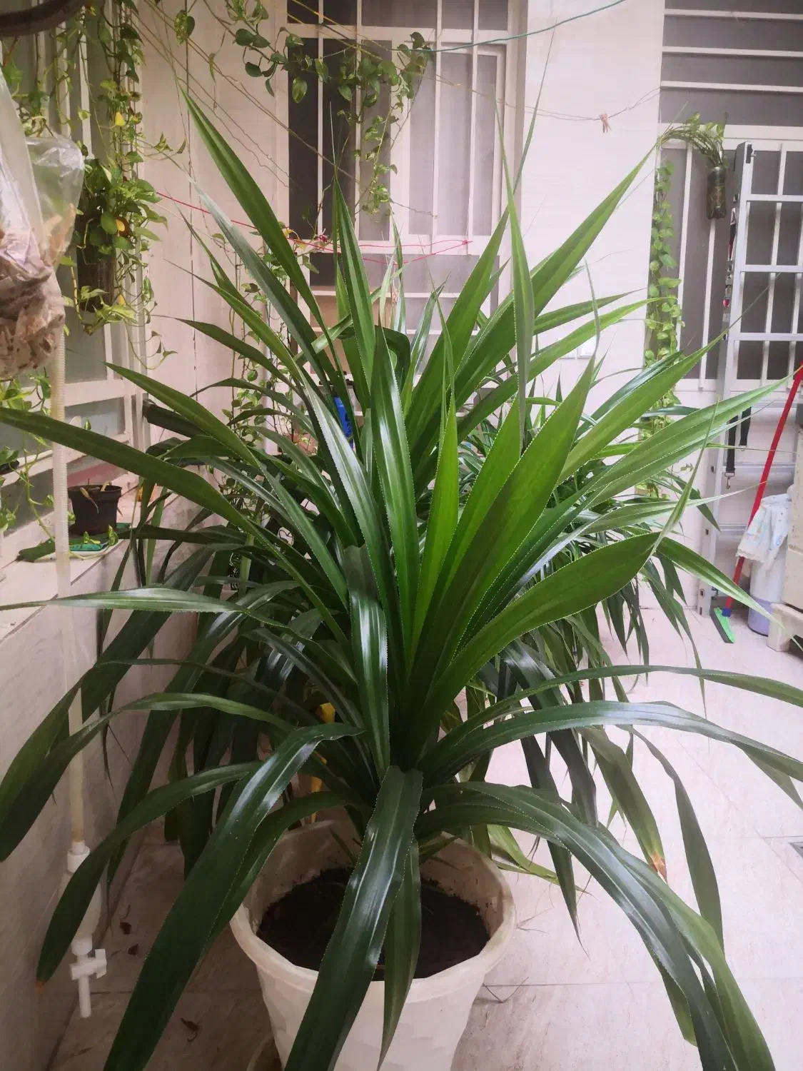 گلدون گیاه پاندانوس|گل و گیاه طبیعی|اهواز, پادادشهر|دیوار