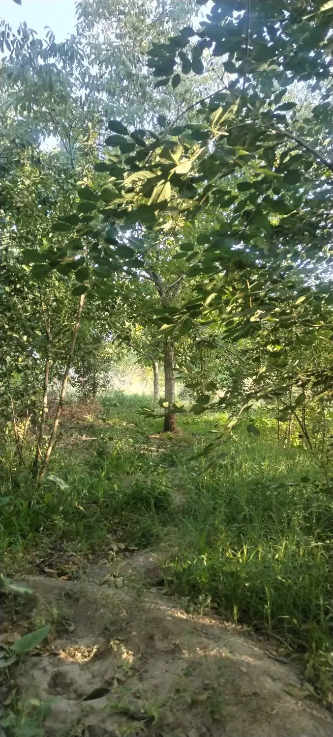 باغ 650 متری|فروش دفتر صنعتی، کشاورزی، تجاری|شبستر, |دیوار