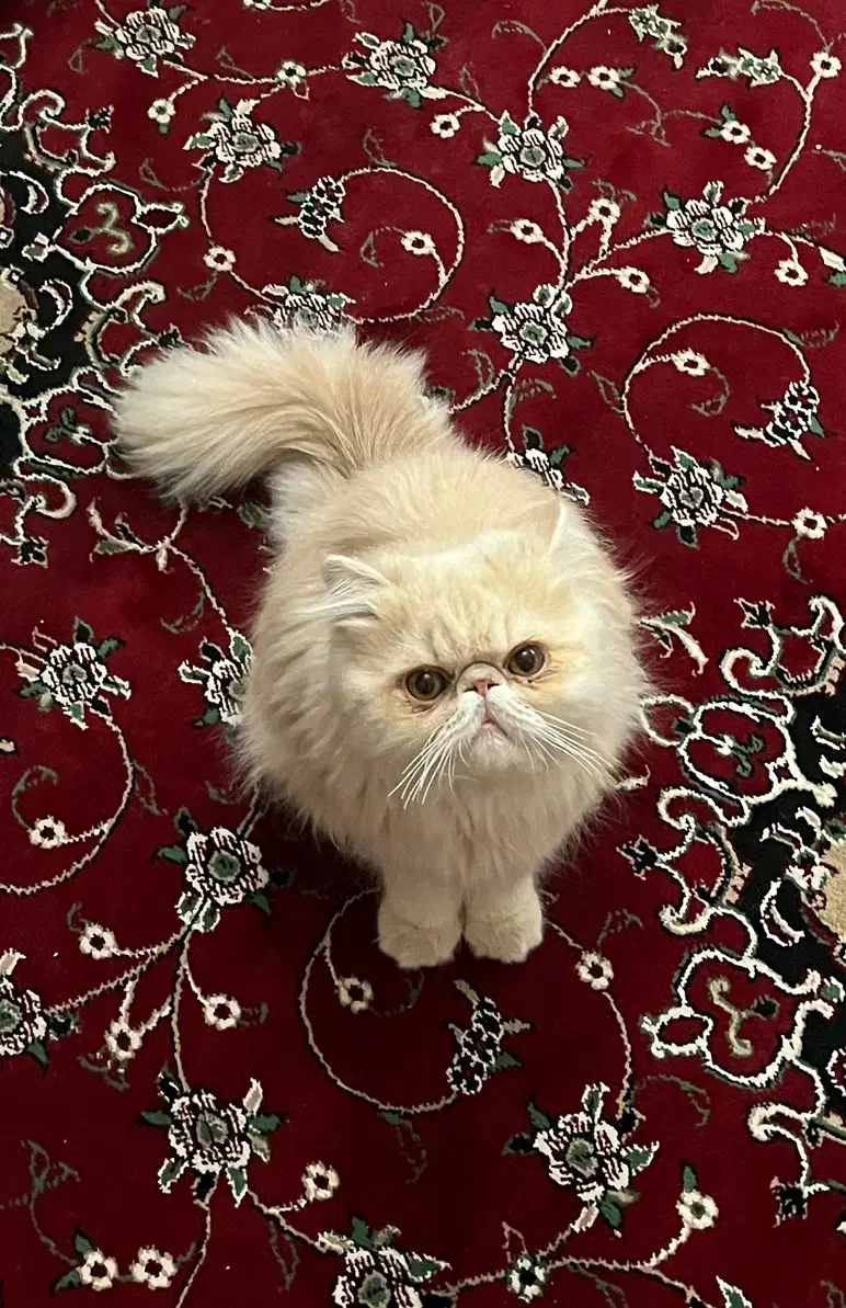 گربه پرشین سوپر فلت کاراملی|گربه|یزد, |دیوار