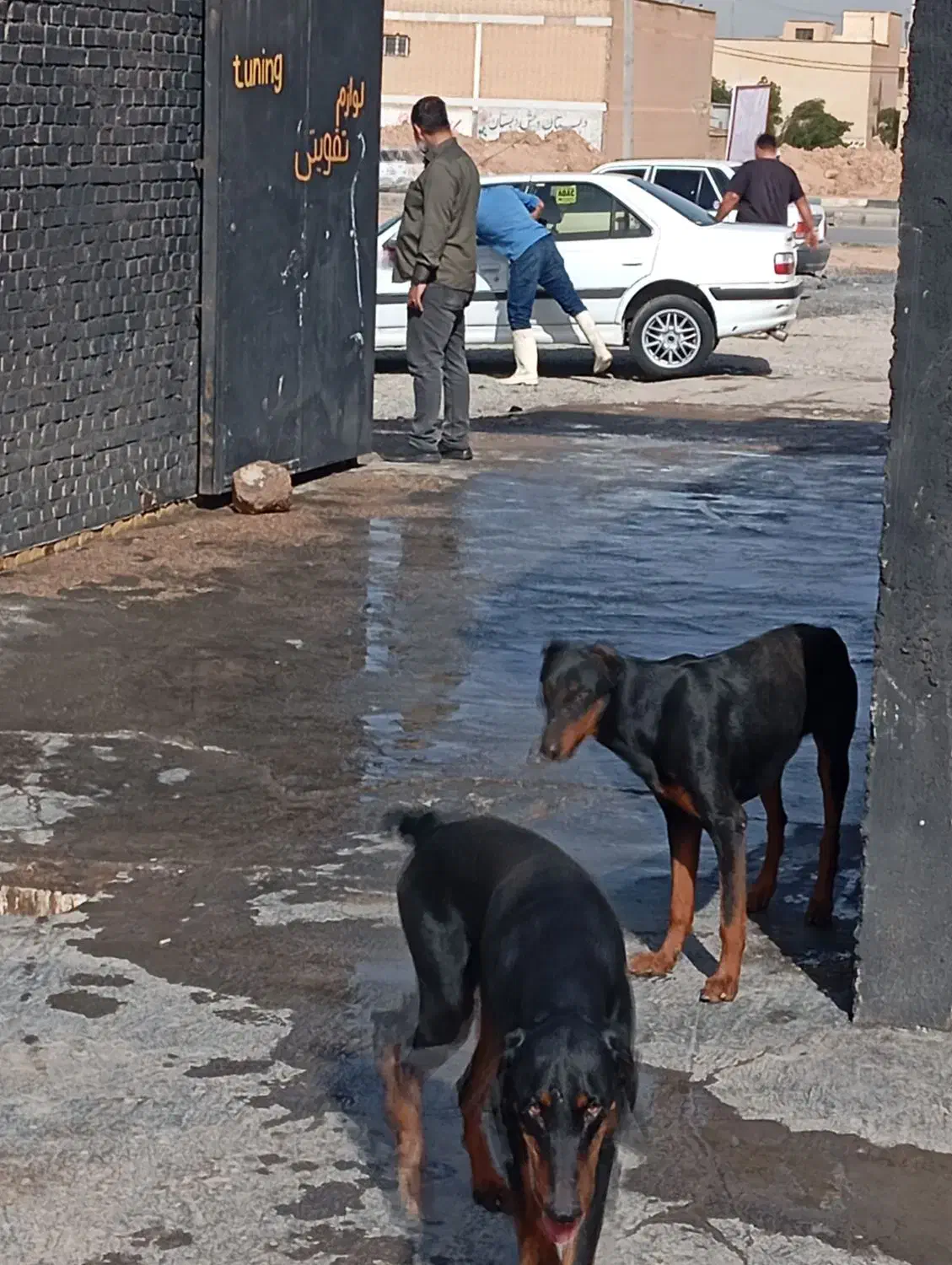 سگ دوبرمن|سگ|اهواز, شهرک اکباتان|دیوار