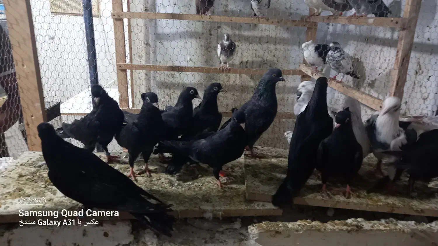 زاغ چشم نوک سفید|پرنده|قشم, |دیوار