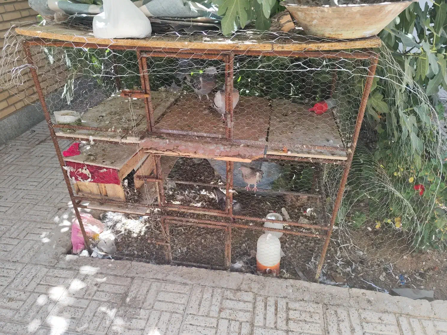 قفس مرغ و کبوتر|لوازم جانبی حیوانات|بروجن, |دیوار