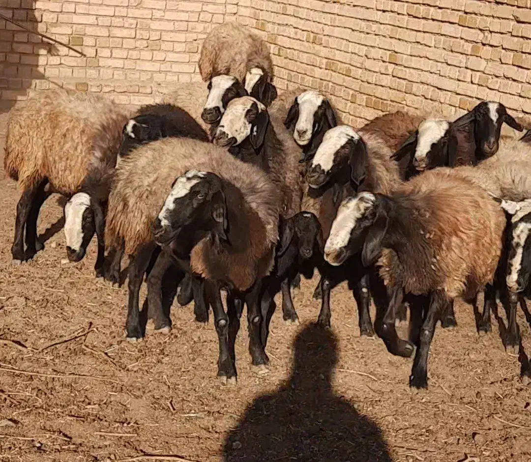 گوسفنداصل شال اصلاح شدهمیش شال عکس فیلم گویاهمچیزه|حیوانات مزرعه|شال, |دیوار