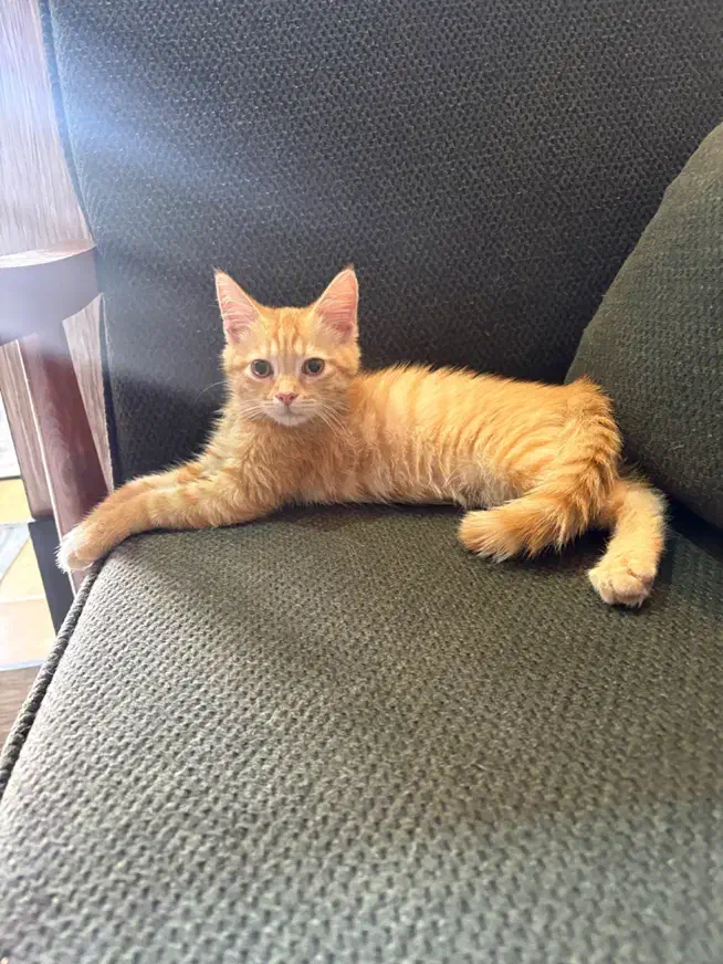 گربه پرشین|گربه|رباطکریم, رباطکریم|دیوار