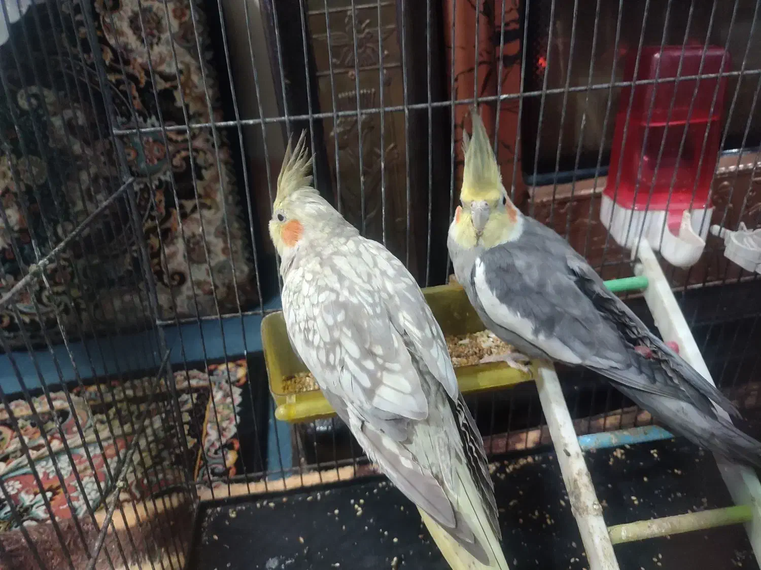 عروس هلندی|پرنده|قم, ولیعصر|دیوار