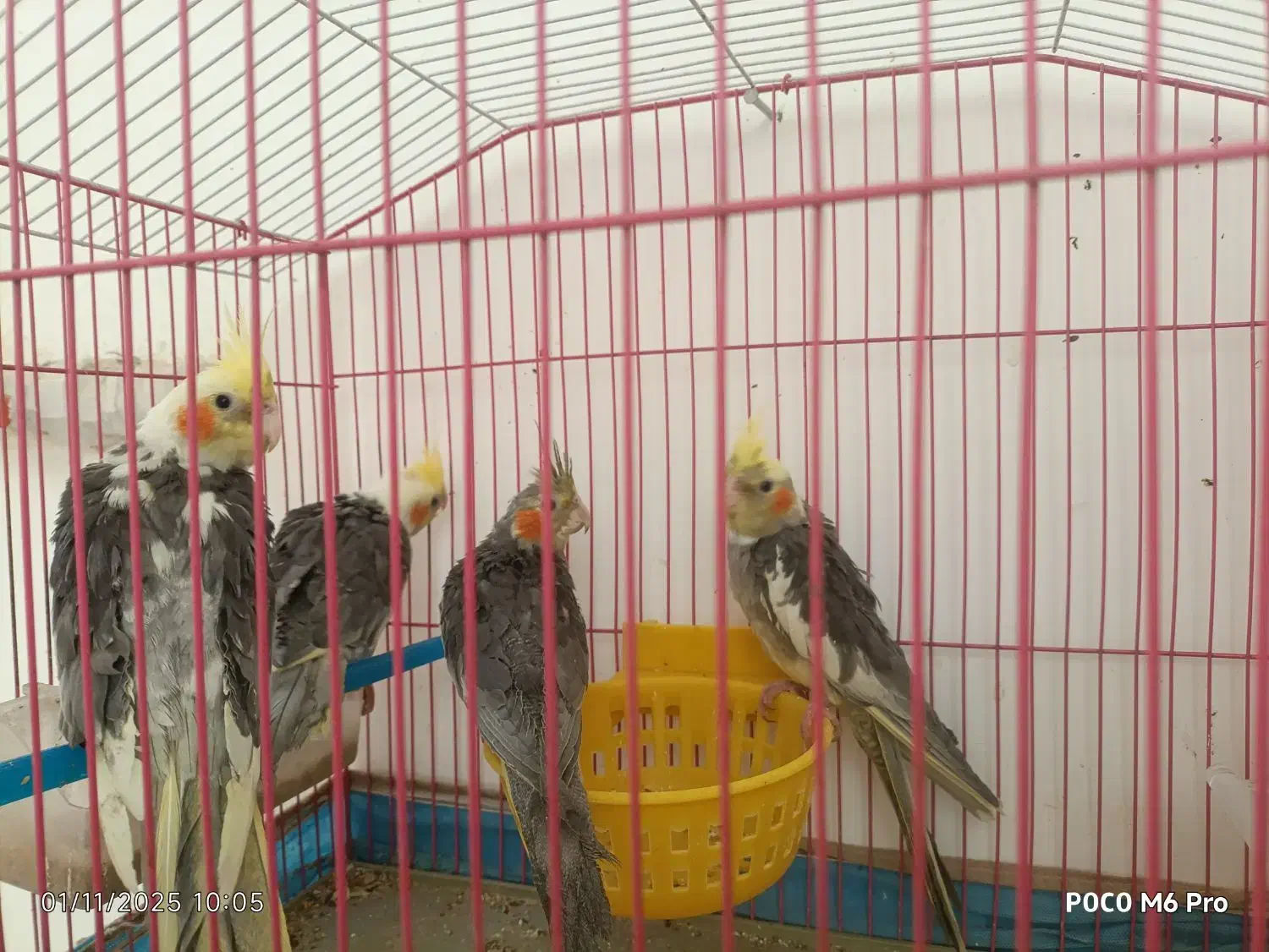 عروس هلندی|پرنده|شیراز, شهرک فرزانگان|دیوار