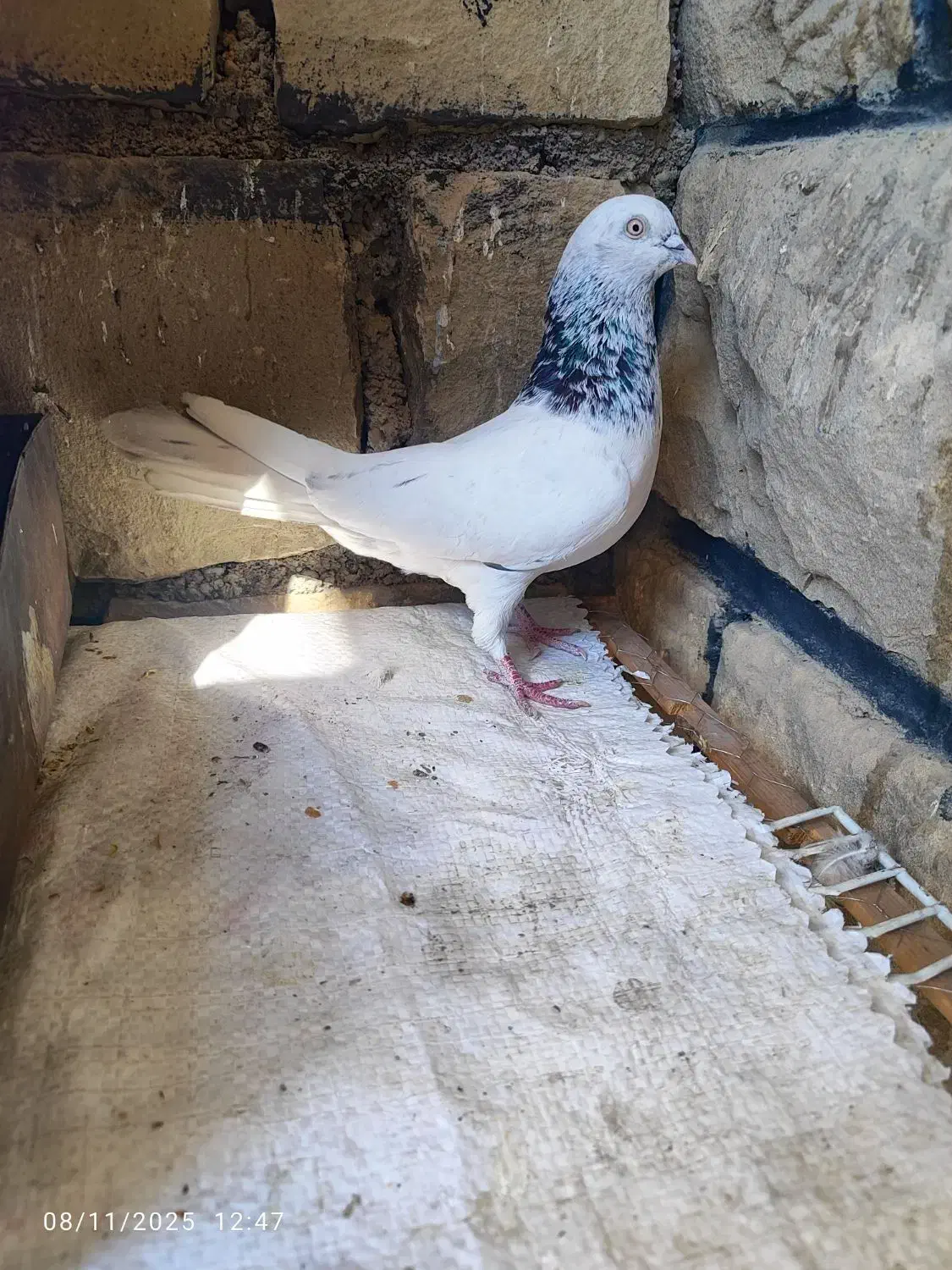 یک جفت کله شیخ نر|پرنده|مسجد سلیمان, |دیوار