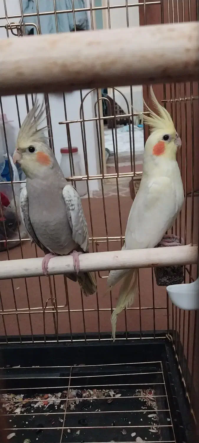 عروس هلندی|پرنده|گرمی, |دیوار