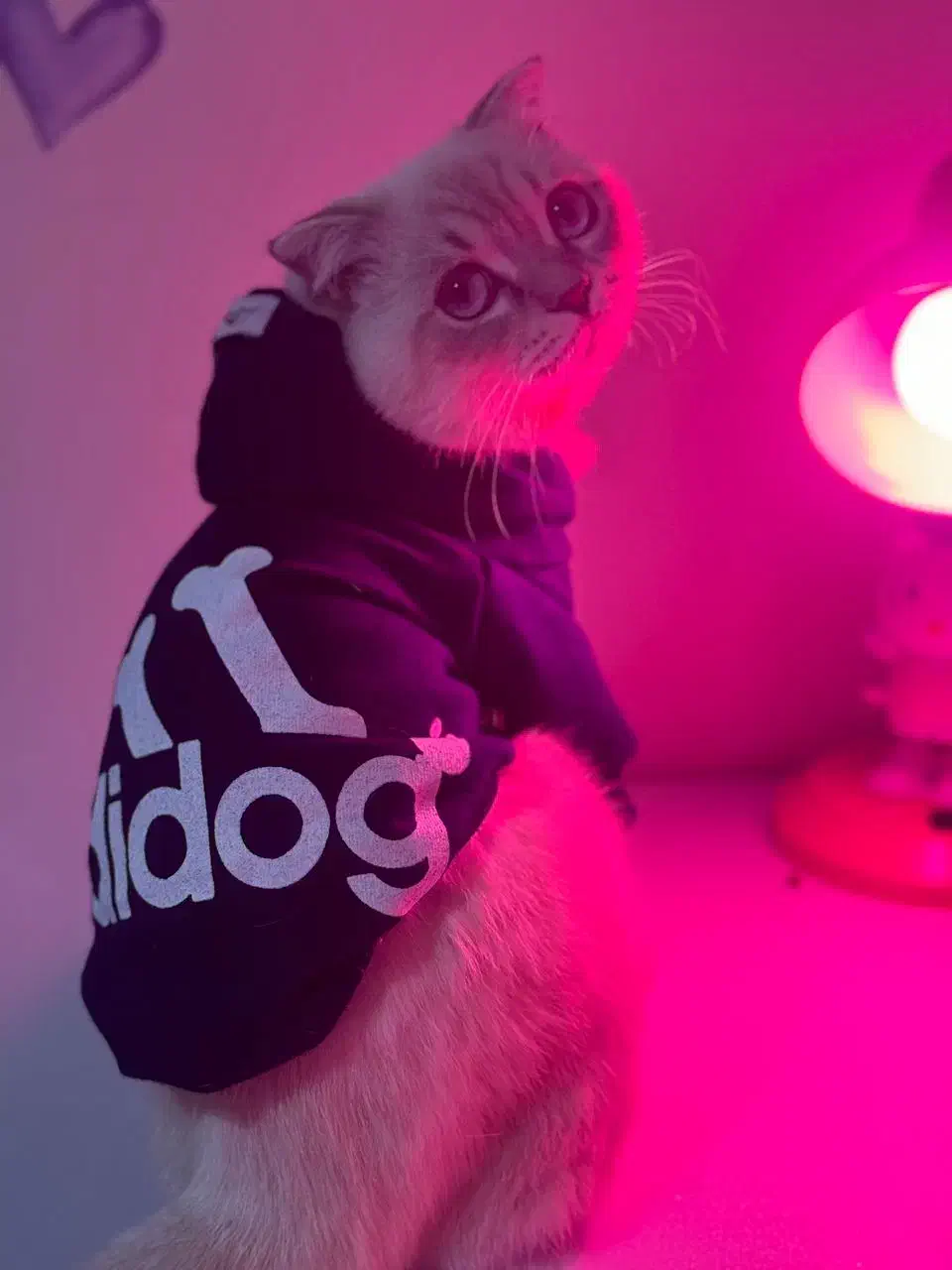 گربه بیریتیش نر|گربه|اندیشه, اندیشه فاز ۳|دیوار