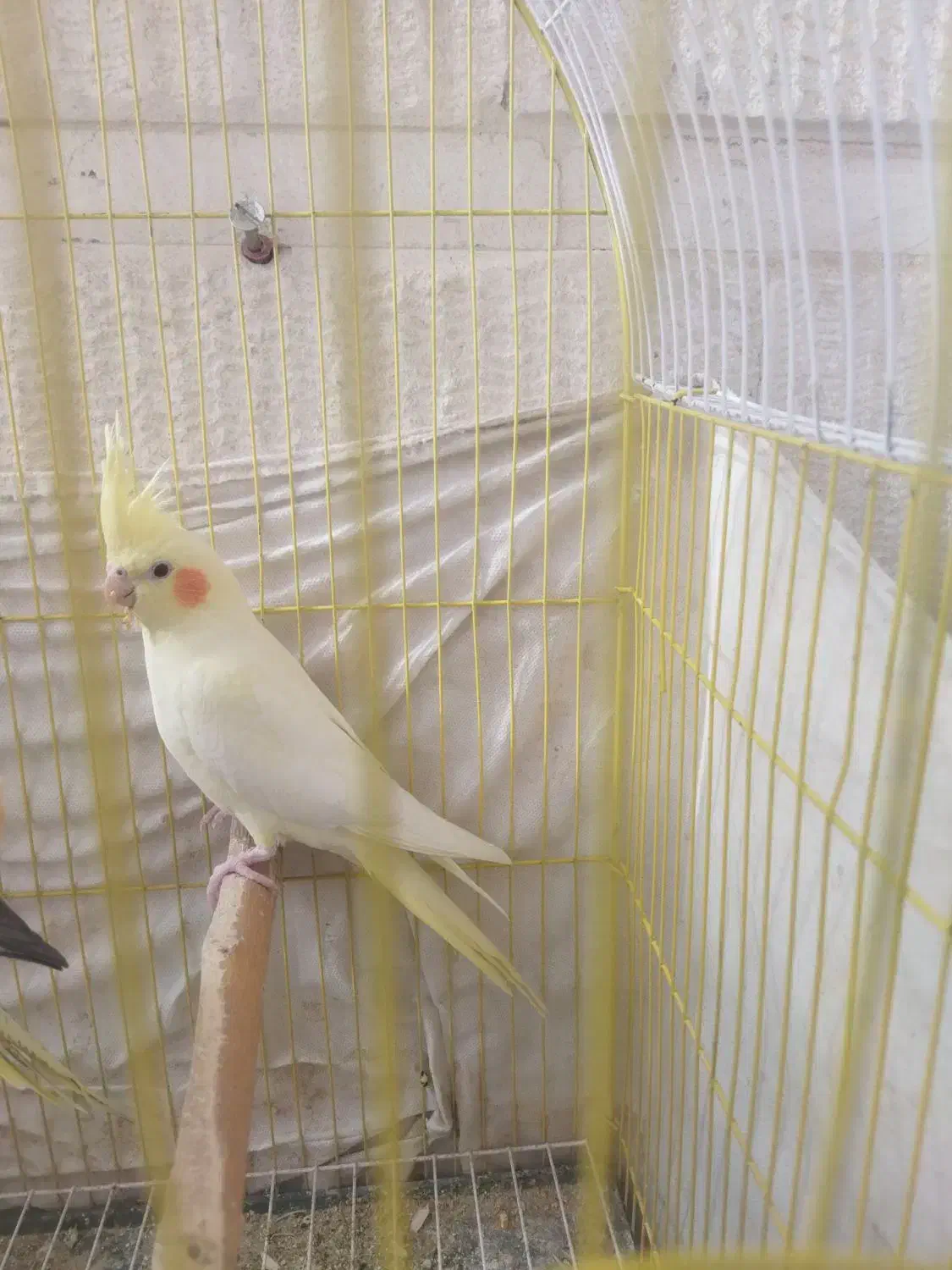 عروس هلندی|پرنده|محمدشهر, شهرک نگین|دیوار