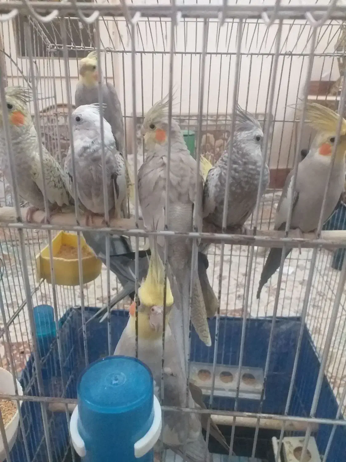 عروس هلندی|پرنده|تاکستان, |دیوار