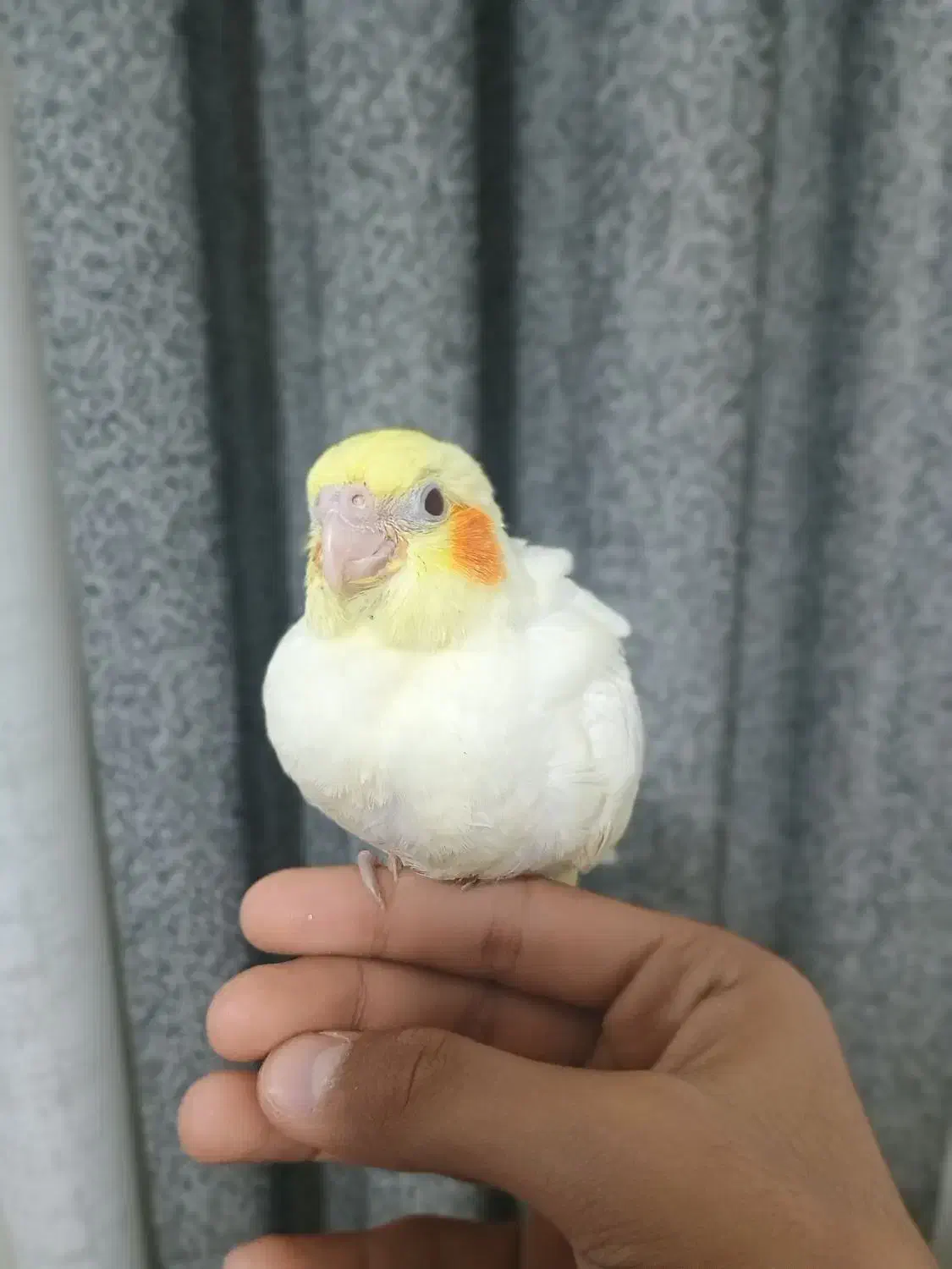 جوجه عروس هلندی سرلاکی و دونخور|پرنده|دوگنبدان, |دیوار