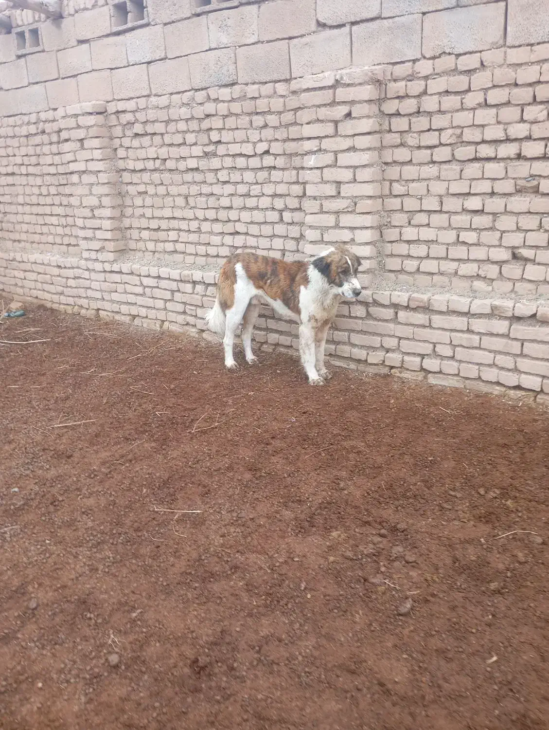 سگ گله ای|سگ|خوشاب, |دیوار