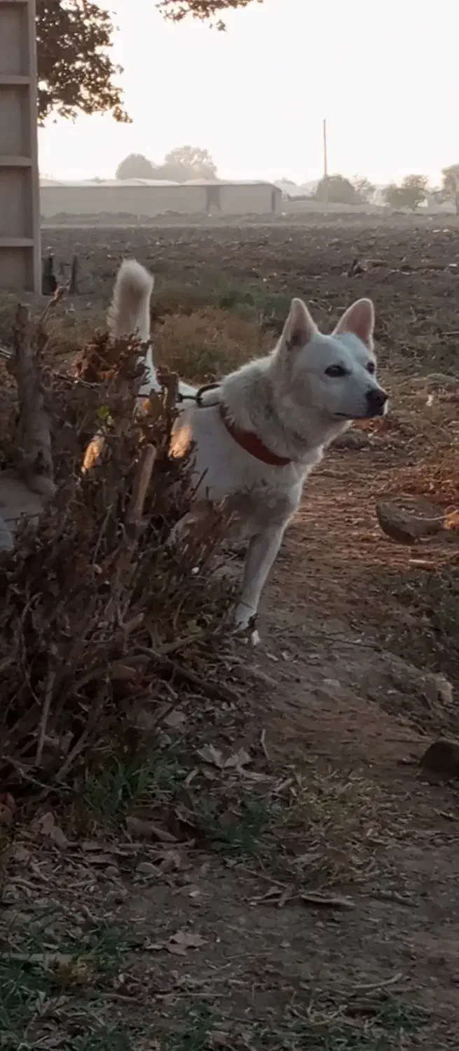 واگذاری سگ شیتزو|سگ|پاکدشت, پاکدشت (مامازند)|دیوار