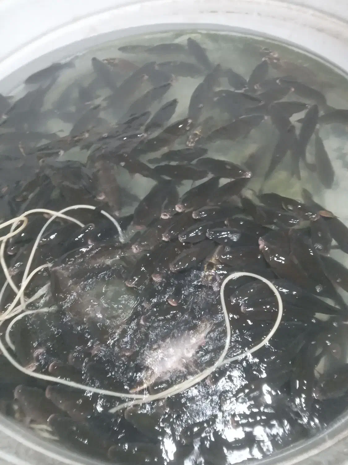 فروش ماهی کپور|ماهی|امامزاده عبدالله, |دیوار