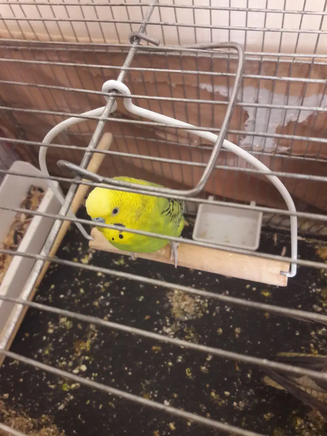 مرغ‌عشق‌ نر‌‌ بالغ|پرنده|فردیس, ثابتی|دیوار