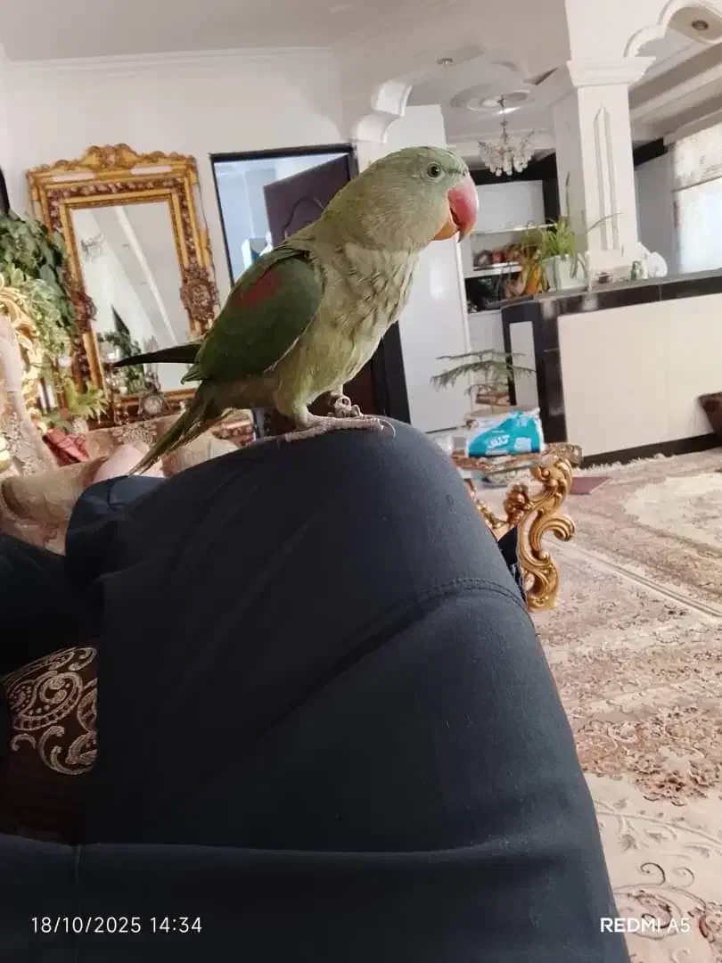 شاه طوطی نر|پرنده|خوی, |دیوار