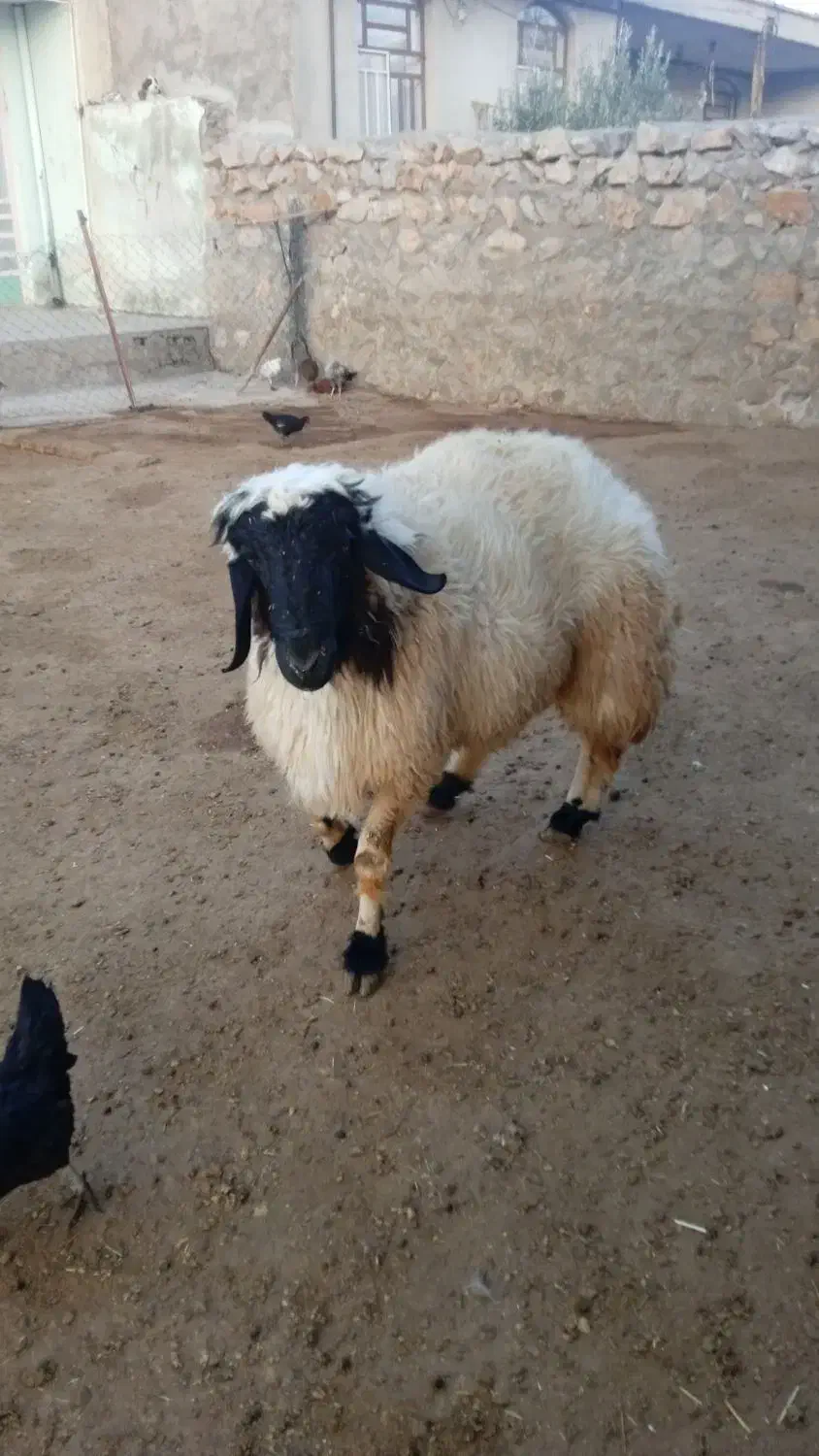 شک ورن سنجابی|حیوانات مزرعه|خرم‌آباد, |دیوار