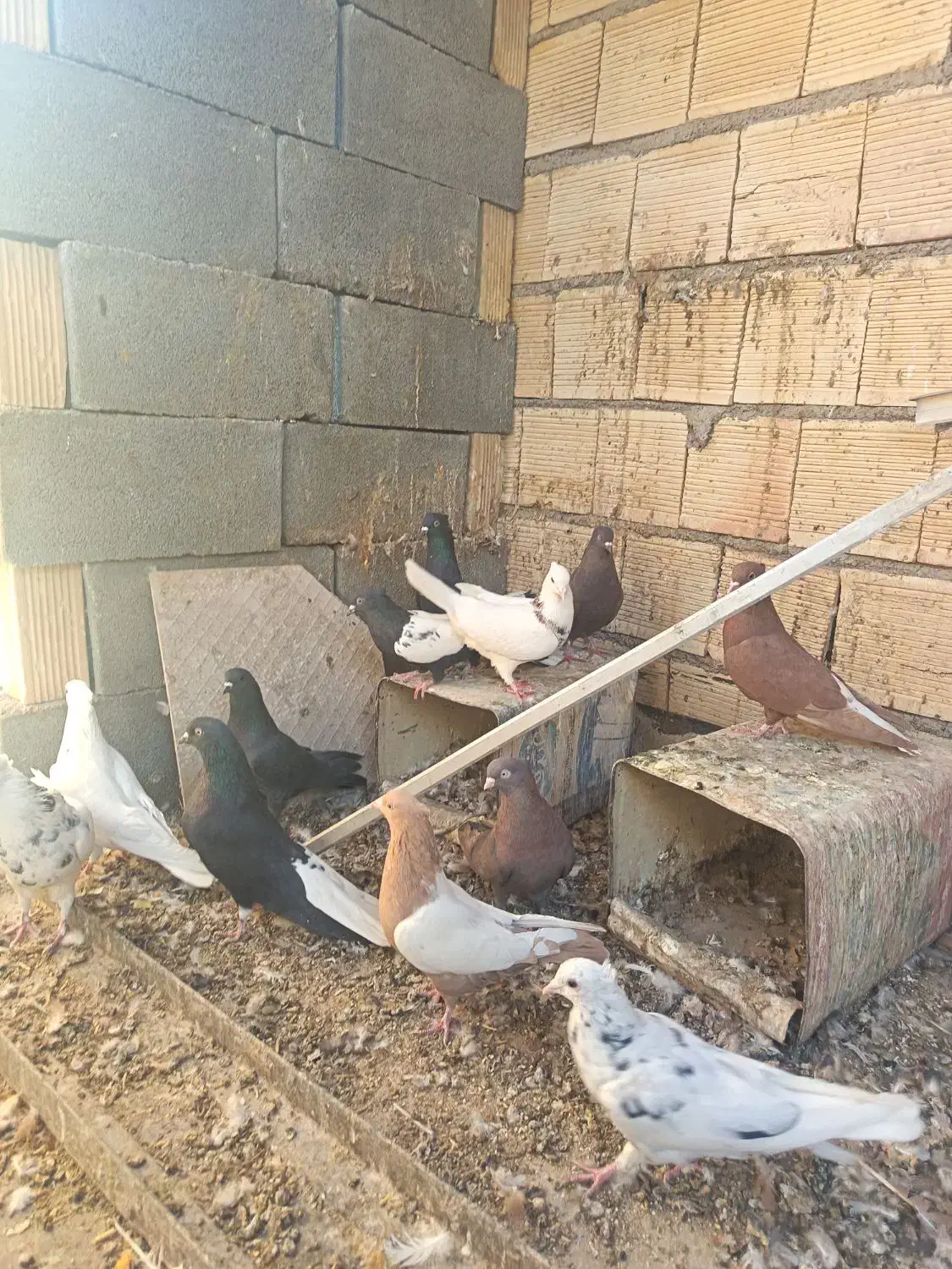 دسته کبوتر رنگی|پرنده|شهرضا, |دیوار