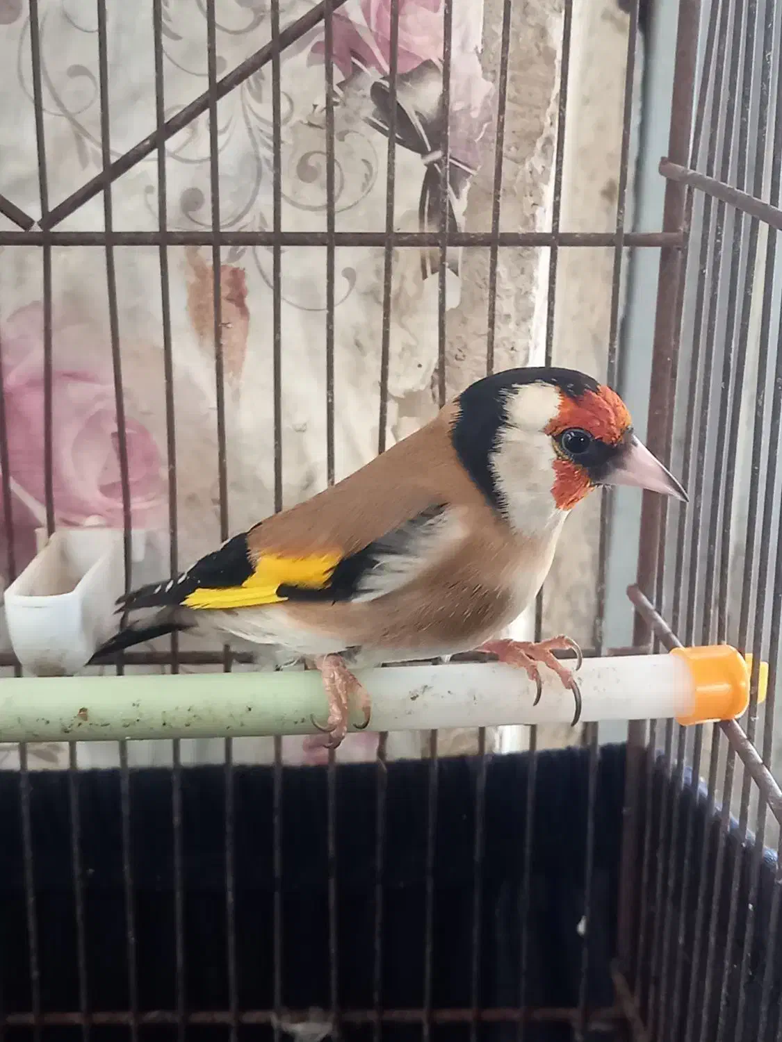 فروش سهره دوساله تازه صاف|پرنده|شیراز, تندگویان|دیوار