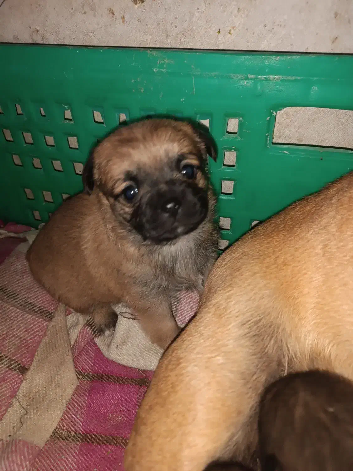 توله سگ نژاد پاگ|سگ|شاهدشهر, |دیوار