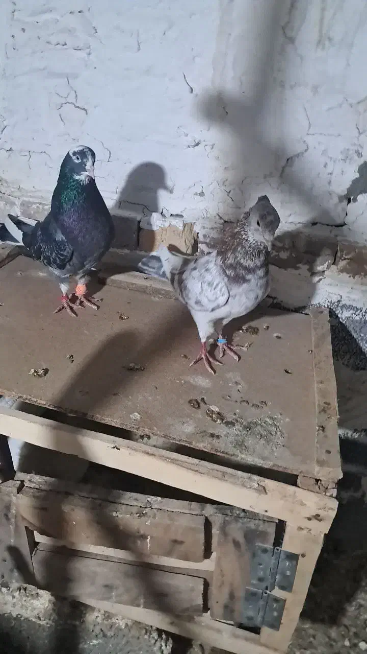 ک ف ت ر|پرنده|زرندیه, |دیوار