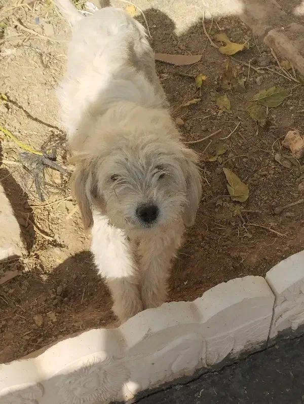 سگ پاکوتاه|سگ|کبودرآهنگ, |دیوار